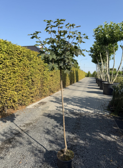 Клен остролистный Глобозум штамб Закупка М66 апрель 2026