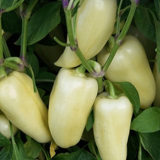 Перец сладкий Хаски F1  1000 (семян)