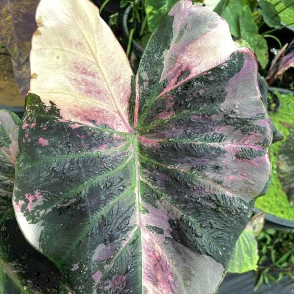Колоказия GARNET PINK STAR