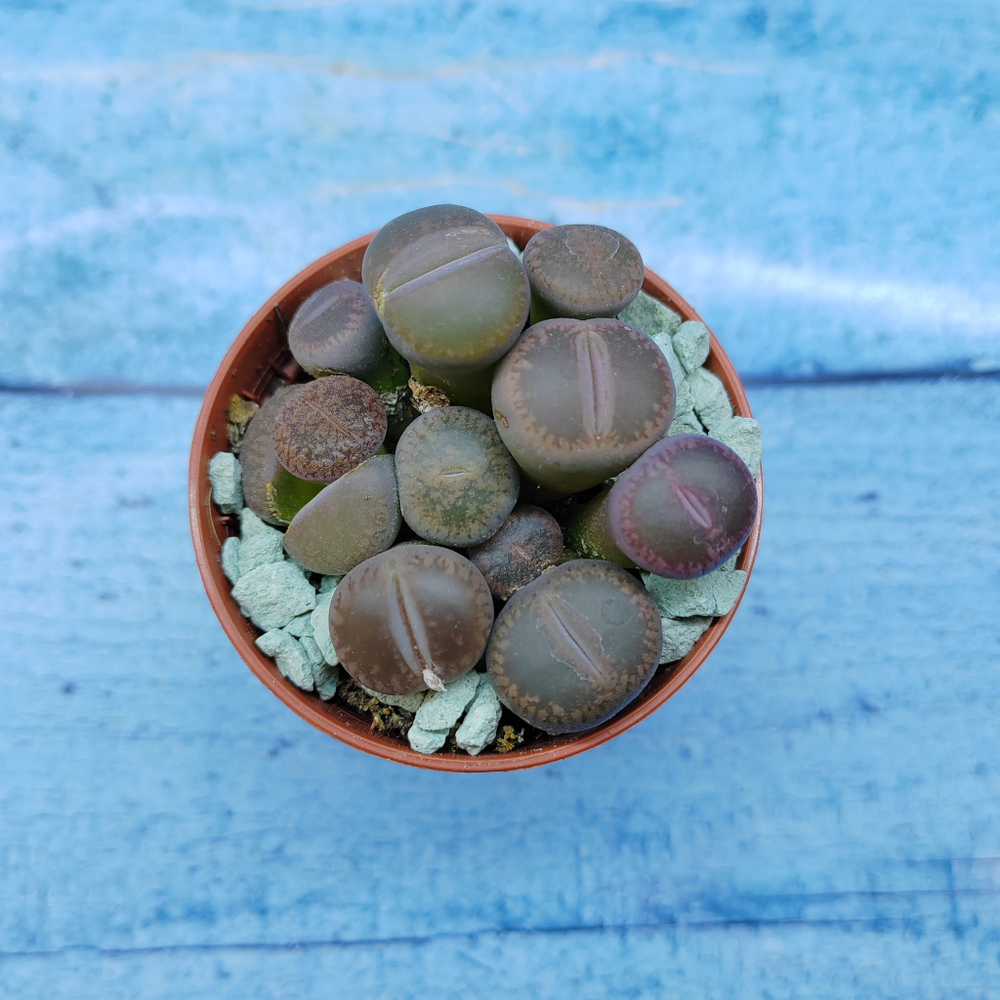 Lithops sp. (Литопсы)