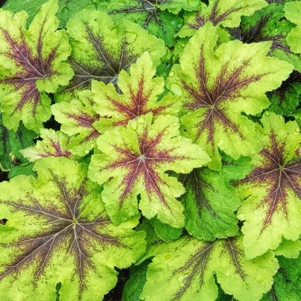 Гейхера Арт Нуво