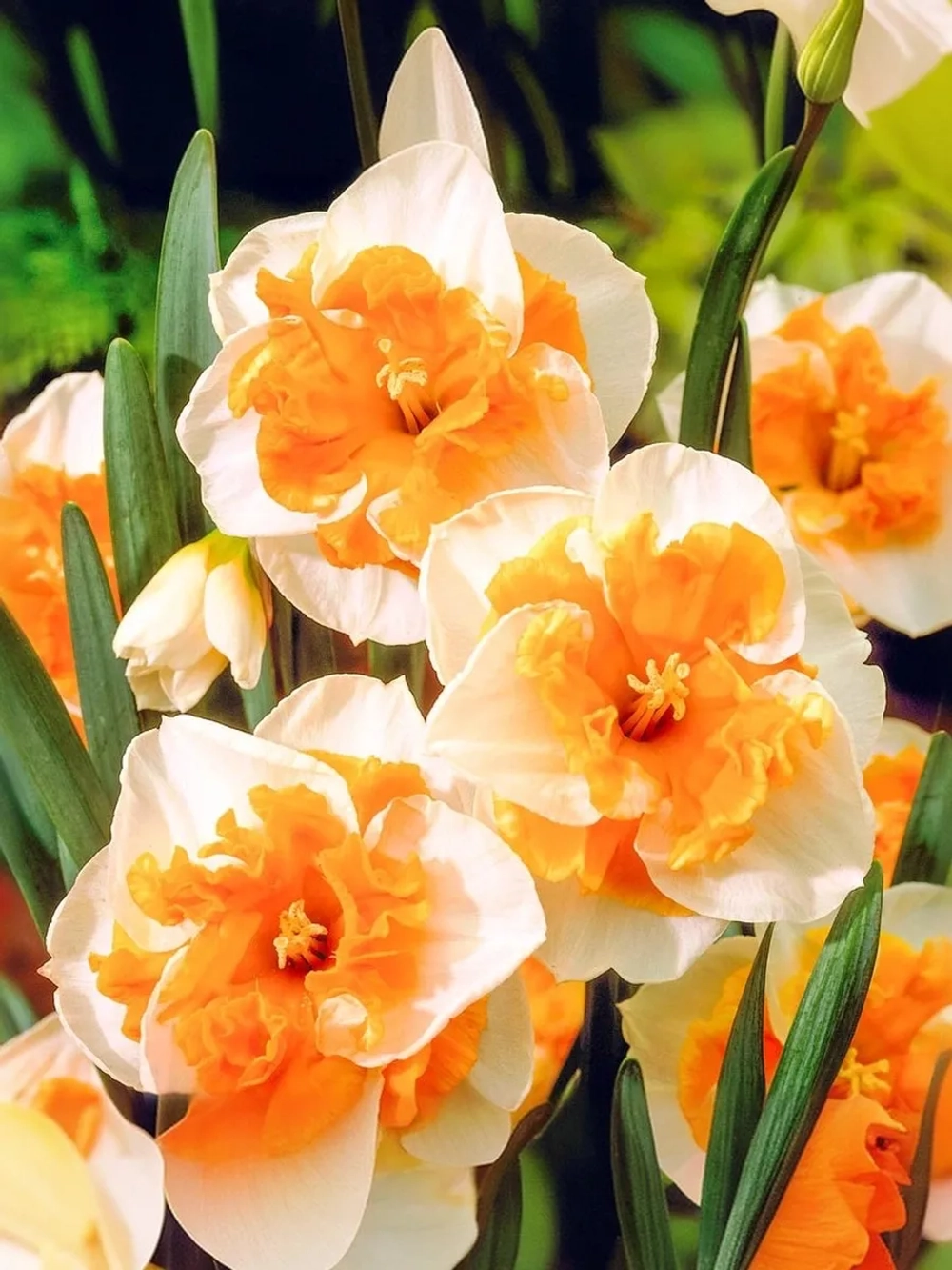 Нарцисс Разрезнокорончатый Лав Колл