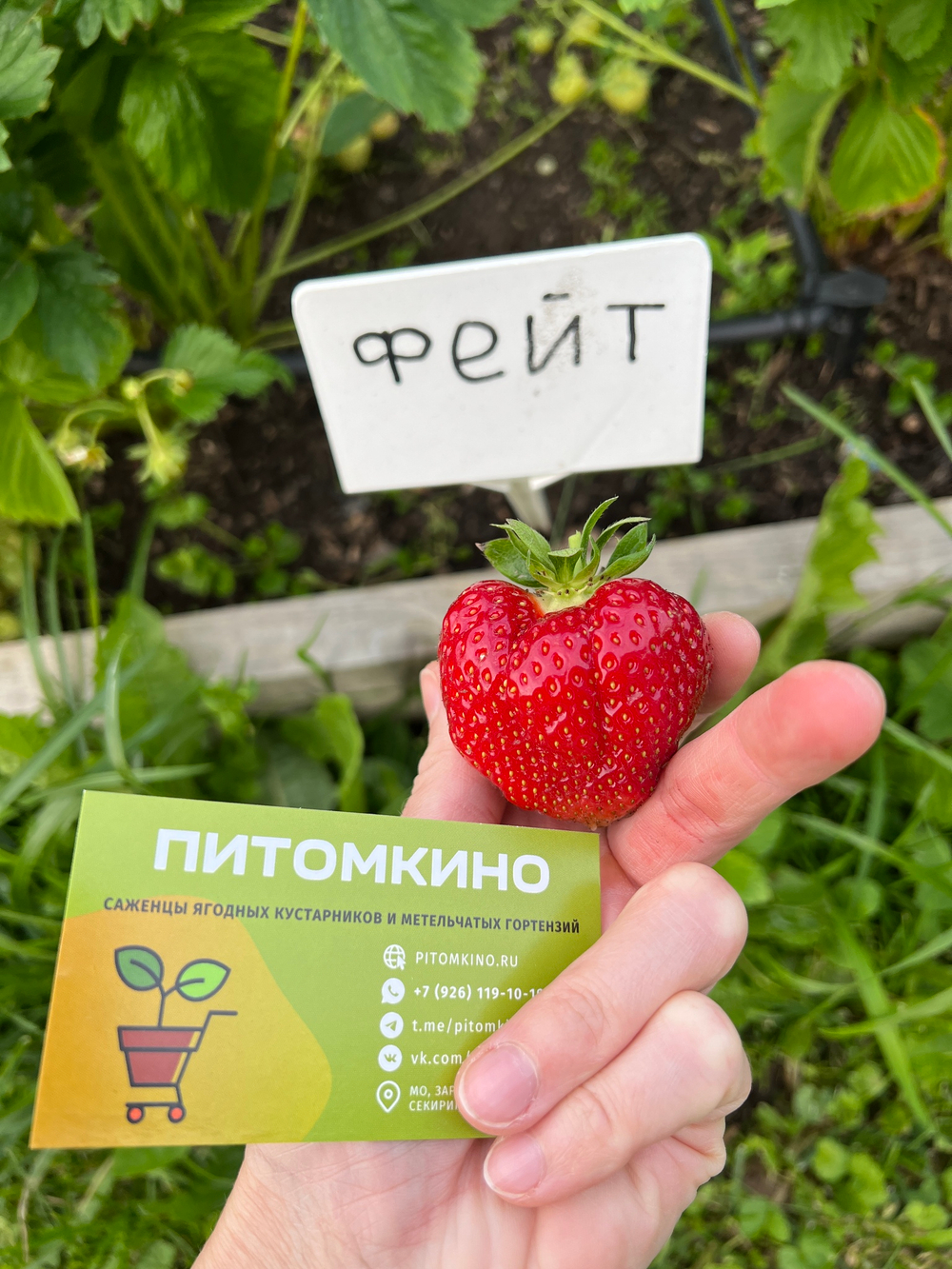 Земляника крупноплодная Фейт