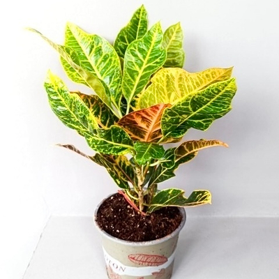 Кодиеум "Экселент"