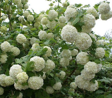 Калина Розеум (Будьденеж) 250-270 см