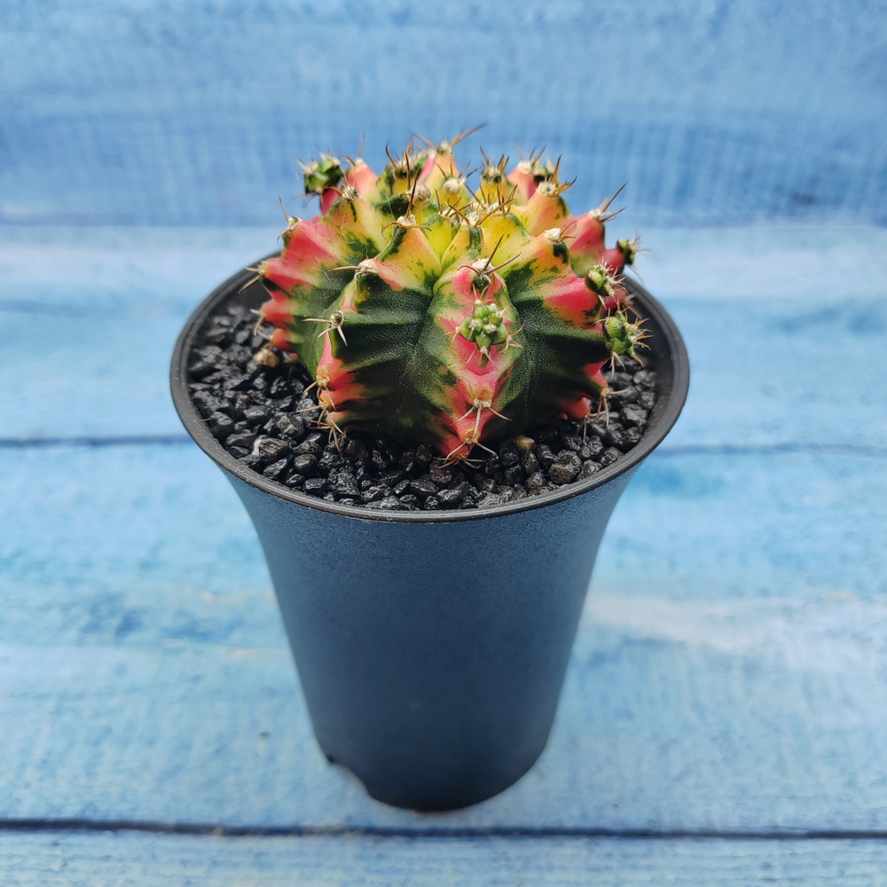Gymnocalycium Variegata (Гимнокалициум Вариегатный)