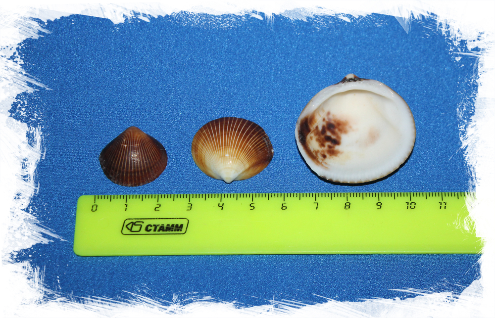 Ракушки морские для мозаики