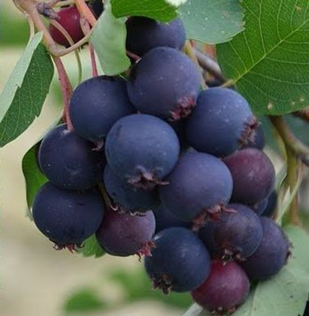 Ирга Тиссен