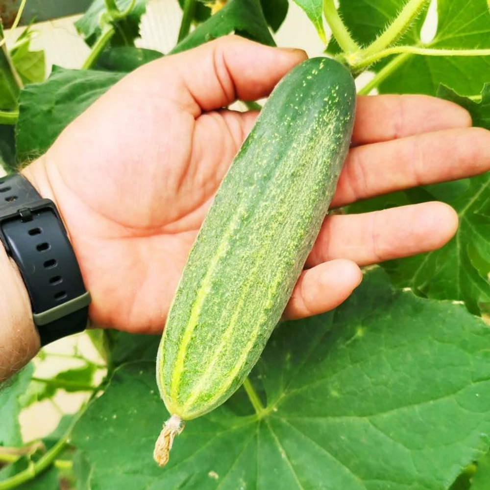 Огурцы Канадский Деликатес - Canadian Delicious Cucumber