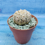 Astrophytum Asterias "Super Kabuto" (Астрофитум)