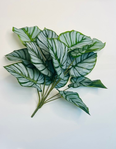 Куст Калатея Орбифолия