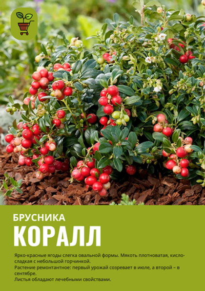 Брусника Коралл
