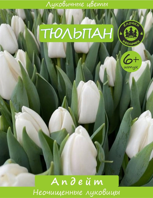 Тюльпан Луковица, Апдейт, 6+ шт