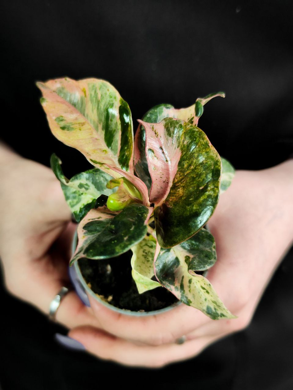 Фикус Шривериана Муншайн D6см