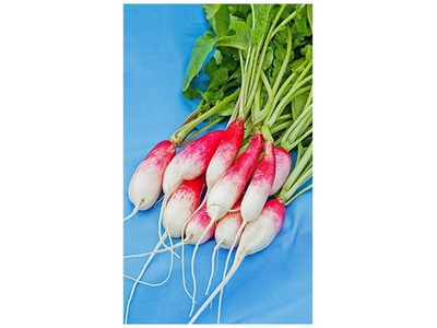 РЕДИС Французский завтрак раннеспелый (3г) Цв.пак (10шт)