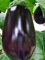 Баклажаны