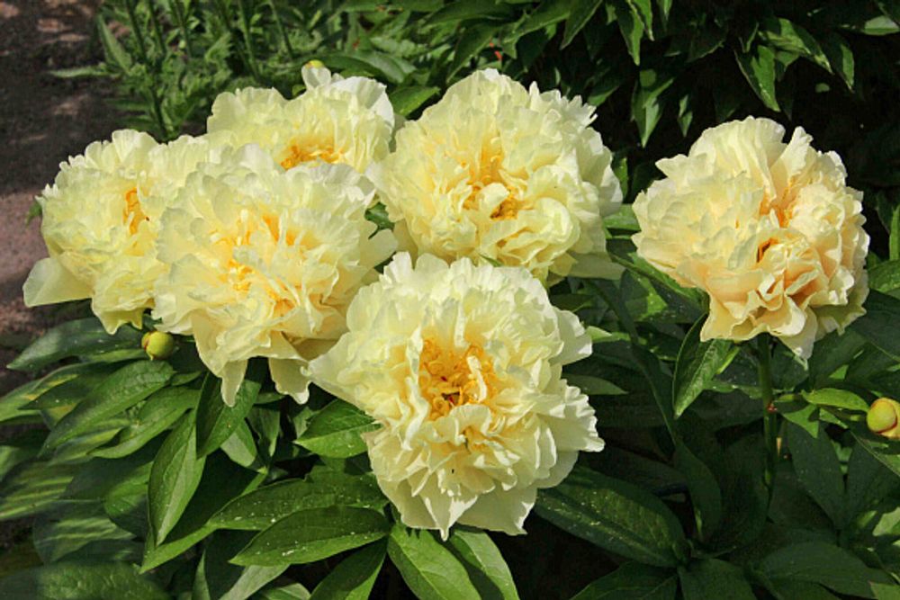 Пион Санни Герл Закупка М81 октябрь 2026