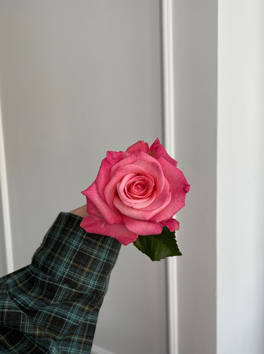 Роза ярко розовая