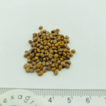 Стеллар F1 семена редиса (Syngenta / ALEXAGRO) семена
