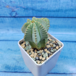 Euphorbia Fruticosa inermis (Эуфорбия)