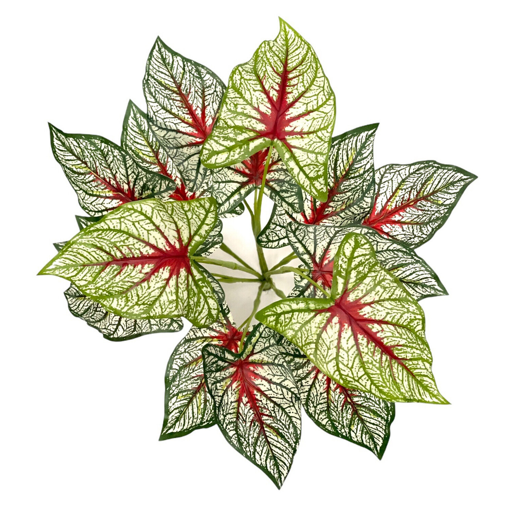 Каладиум куст триколор 45 см