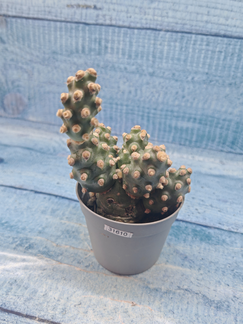 Tephrocactus Molinensis (Тефрокактус)