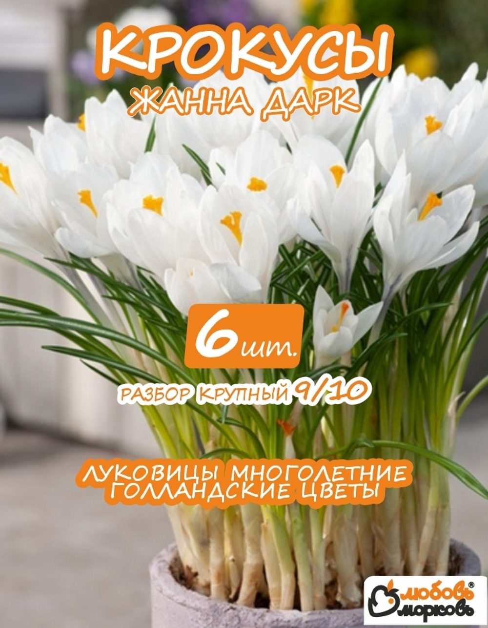 Крокус Луковица, Жанна Дарк, 6шт