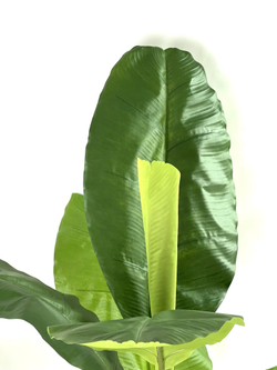 Банановая пальма 150 см.