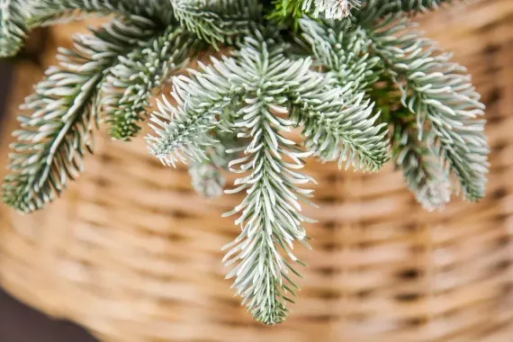 Елка Нормандия пушистая заснеженная 260 см., литая хвоя+пвх, Triumph Tree (73566)