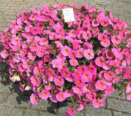 ЕВРО Петхоа Beautical Sunray Pink ОКС укорененный черенок
