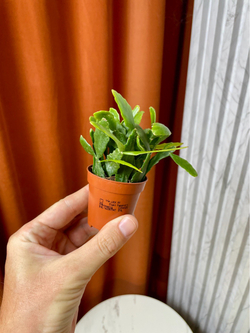 Рипсалис Криспата, D6см Н15см, 1шт, Urban Jungle