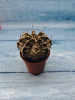 Gymnocalycium Friedrichii (Гимнокалициум)