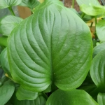 Мохито / Mojito (M) хоста гибридная