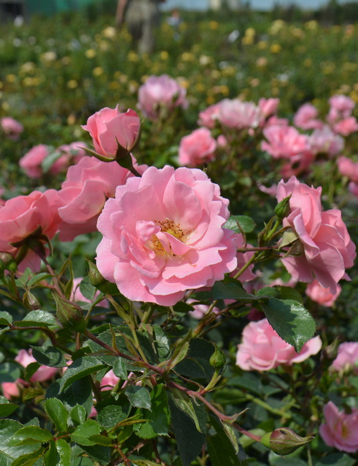 Роза Зоммервинд С7 Закупка М57 июнь 2026