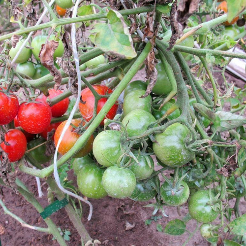 Помидоры Финский Карлик - Tomato Finnish Dwarf (Suomen kääpiö)