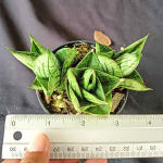 Сансевиерия MINI ROSE