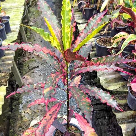 Кротон MAHARAT