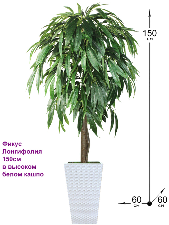 Искусственное дерево Фикус Лонгифолия 150см в белом кашпо ротанг