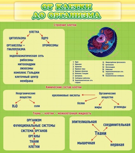 Стенд "От клетки до организма"