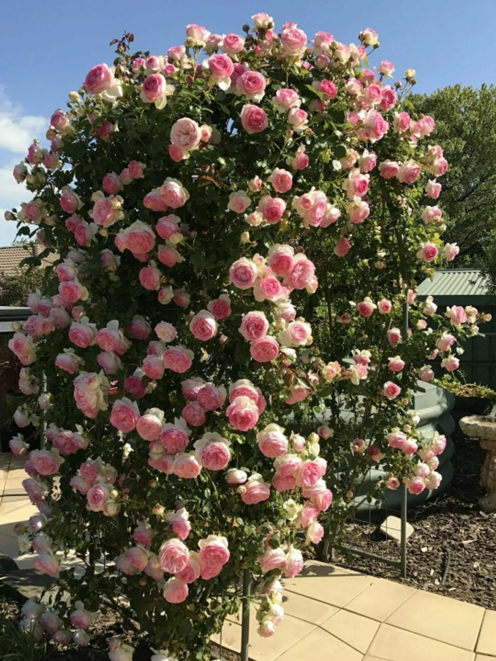 Роза Пьер де Ронсар (плетистая )