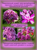 Флокс Квазимодо метельчатый махровый