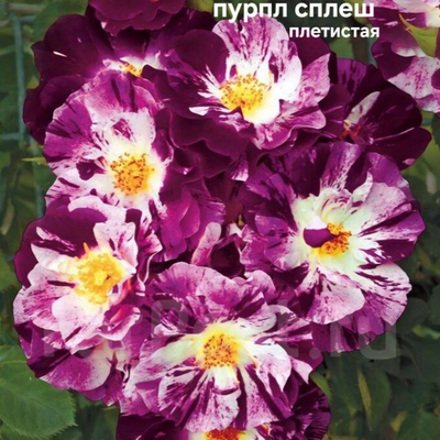 Саженцы роз плетистая ПЕРПЛ СПЛЕШ