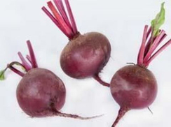 Болтарди семена свеклы (Syngenta / Сингента)