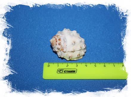 Друпа стравберри, 3-4см, 1шт