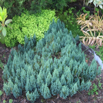 Можжевельник горизонтальный Блю Форест