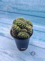 Gymnocalycium Spineless Crested form (Гимнокалициум Кристатный)