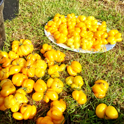 Помидоры - Первый Фила - Phil's One Tomato