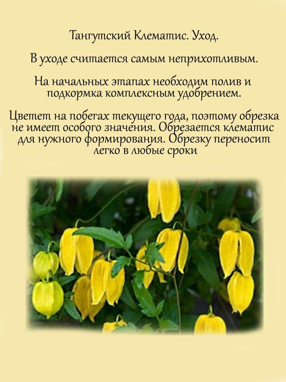 Тангутский клематис многолетняя лиана