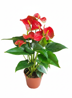 Антуриум Red Spots д.15