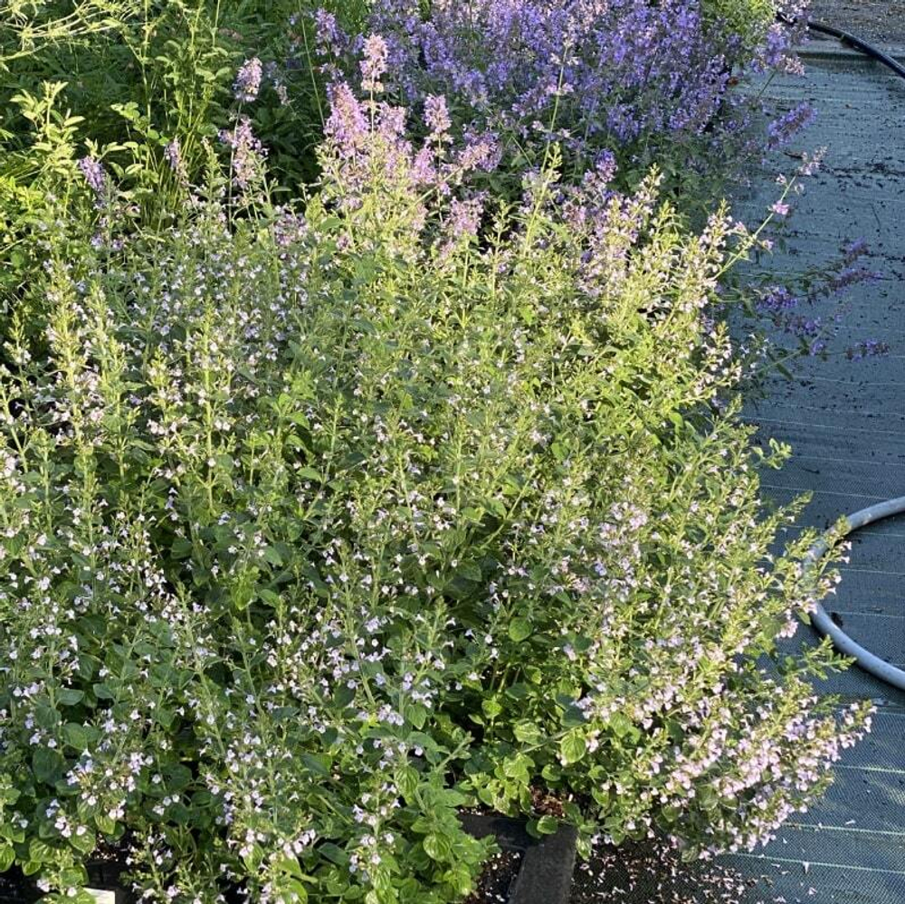 Душевник котовниковый "Blue Cloud Strain". Calamintha nepeta "Blue Cloud Strain".